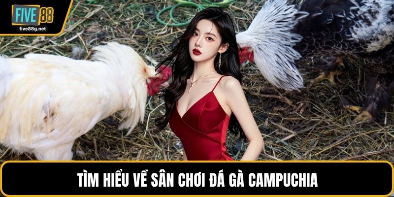 Tìm hiểu về sân chơi đá gà campuchia